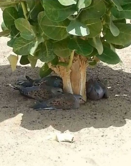 Previous Post Image
